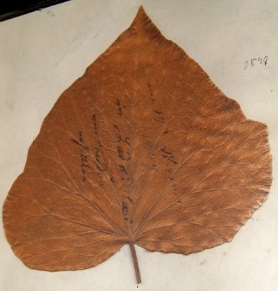 Ulrikes Tulpenblaumblatt